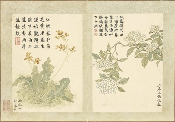 Twenty-Four Floral Messengers An Illustrated Guide to Solar Terms’ Blossoms (Scroll)二十四番花信风图册 - 图片 5