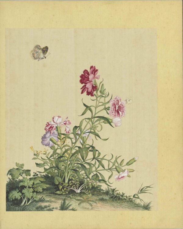 Immortal Blossoms Eternal Spring Album（Scroll）仙萼长春图册 - 图片 8