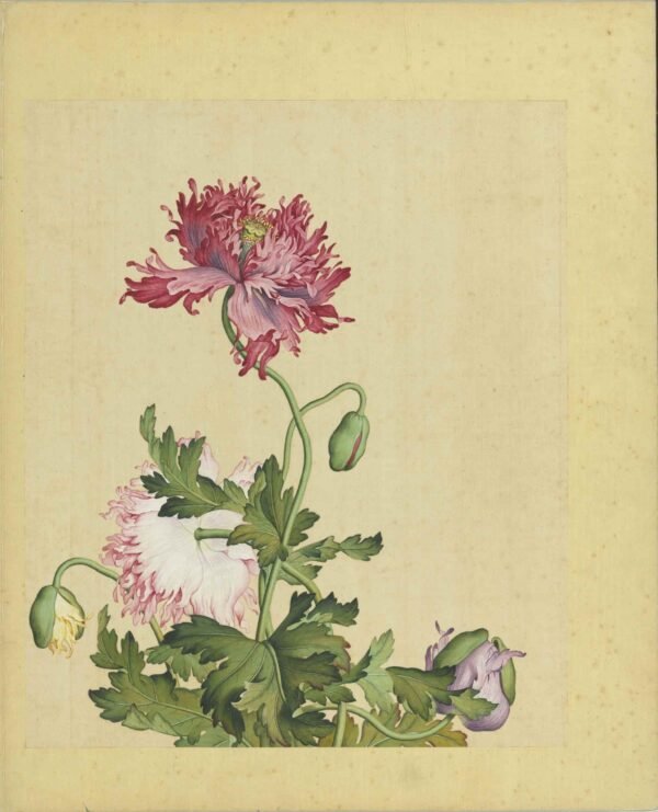 Immortal Blossoms Eternal Spring Album（Scroll）仙萼长春图册 - 图片 10