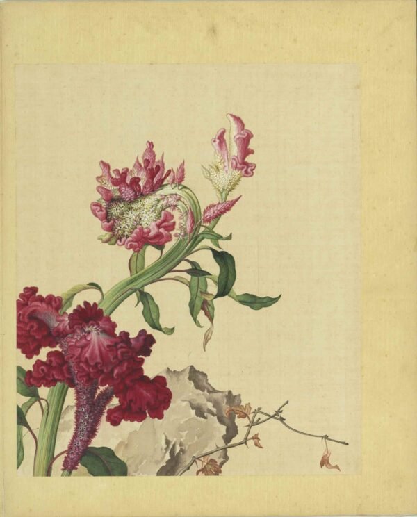 Immortal Blossoms Eternal Spring Album（Scroll）仙萼长春图册 - 图片 16